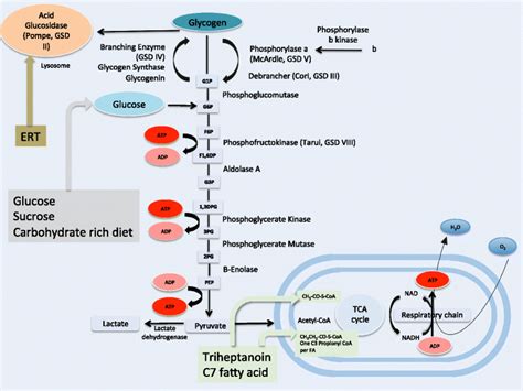 atp lpsg|Glycogenesis & Glycogenolysis .